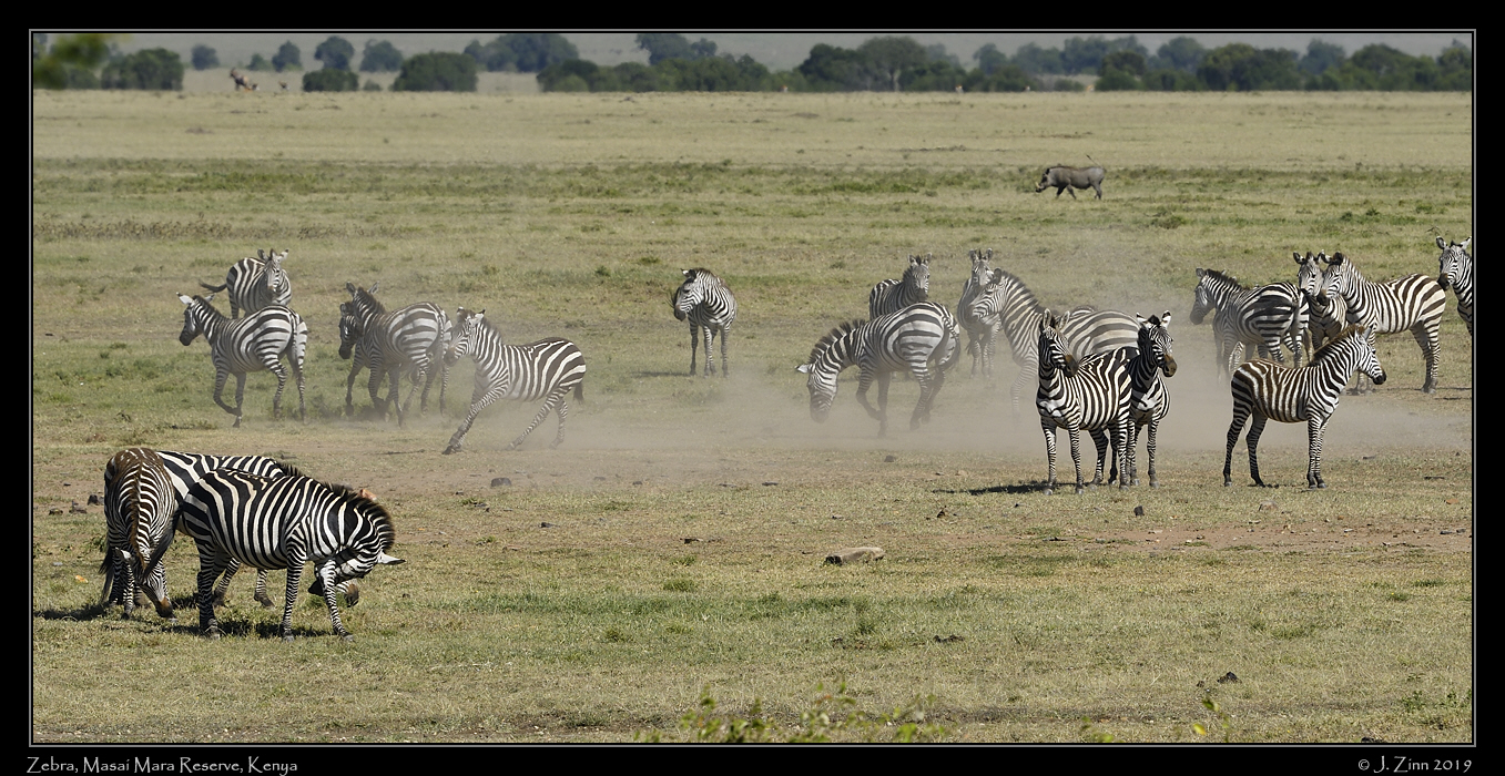 zebra_JZ5_2394a
