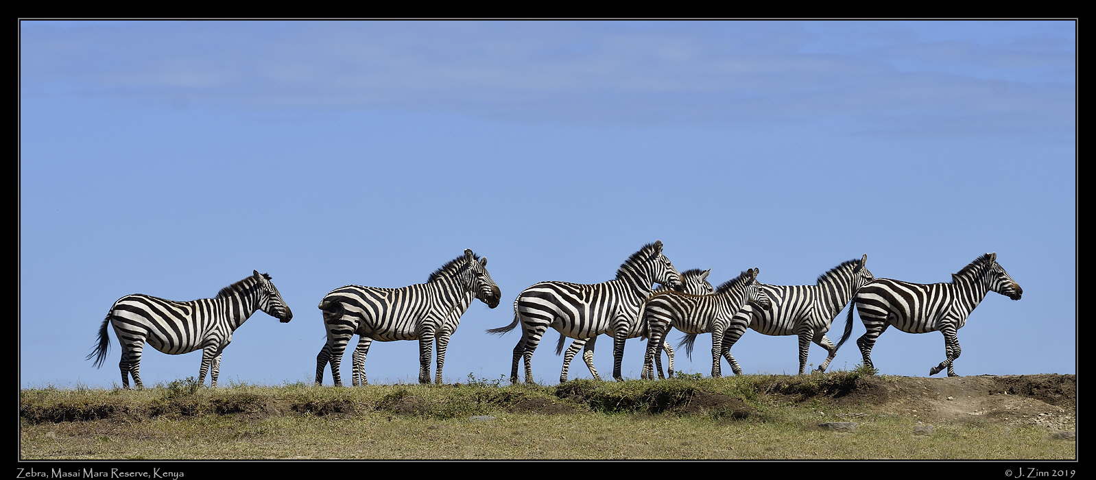 zebra_JZ5_2400a