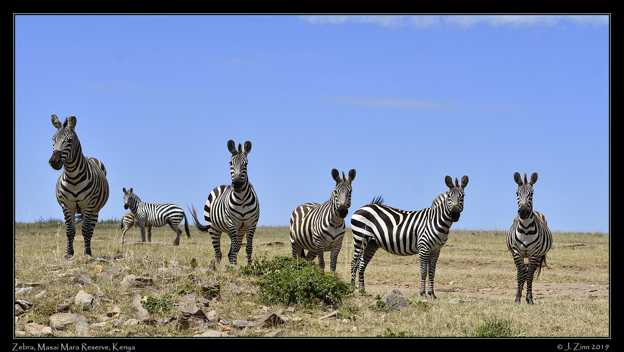 zebra_JZ5_2411a