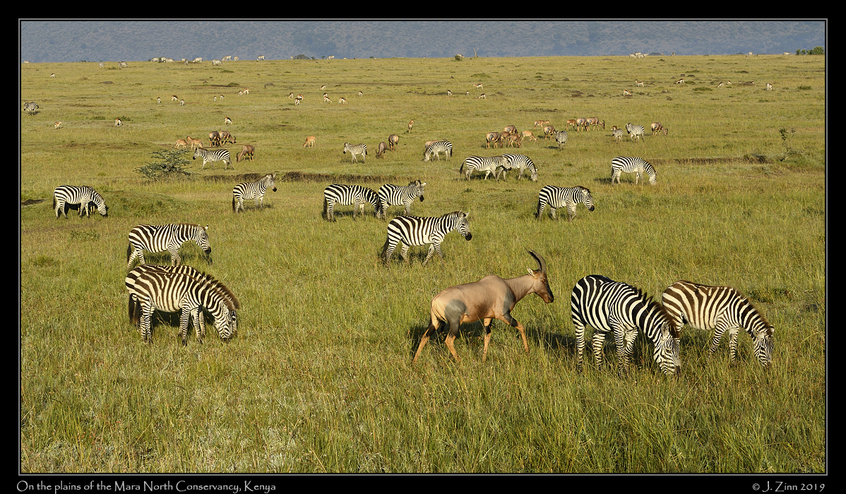 zebra_JZ5_4923a