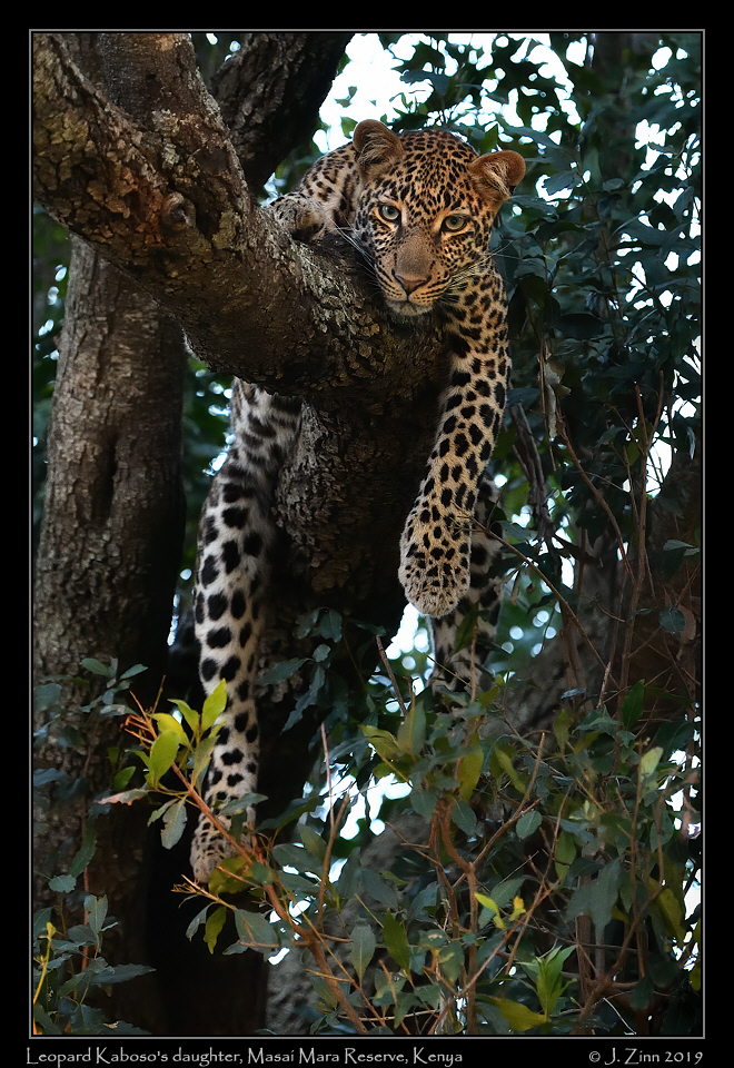 leopard_JZ5_1494cfxb
