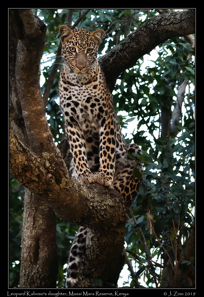 leopard_JZ5_1539cfx