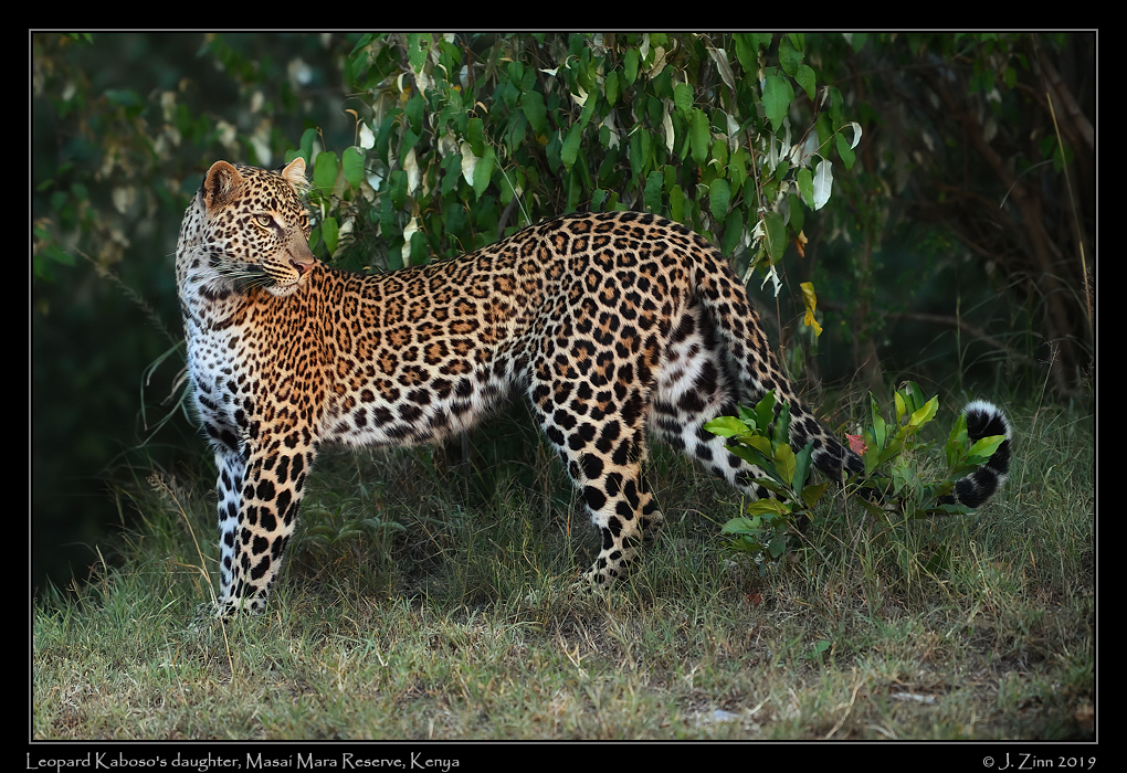 leopard_JZ5_1586a
