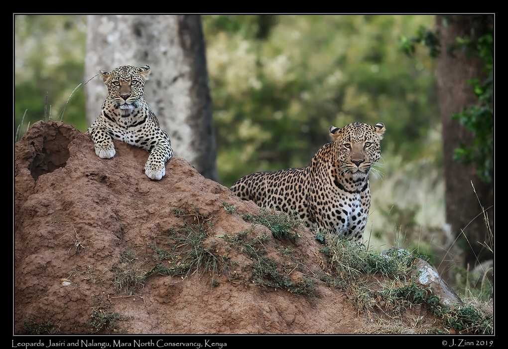 leopard_JZ5_3650cfx