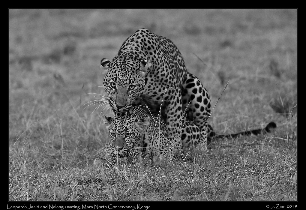 leopard_JZ5_3894abw