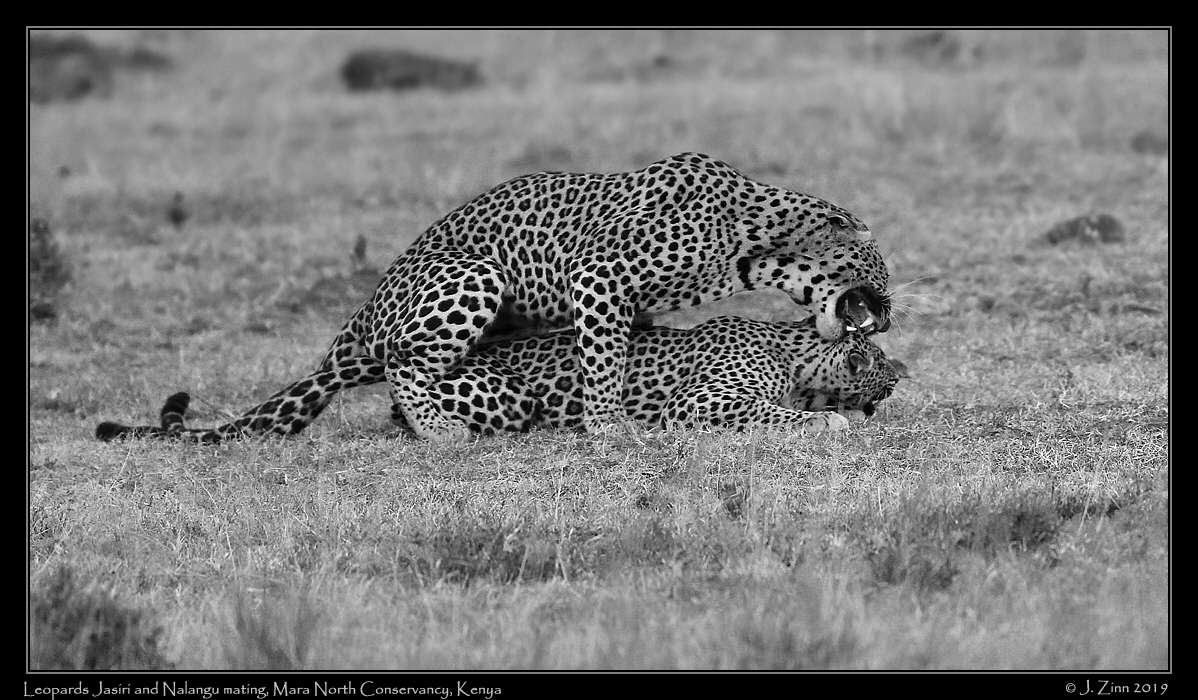 leopard_JZ5_3943abw
