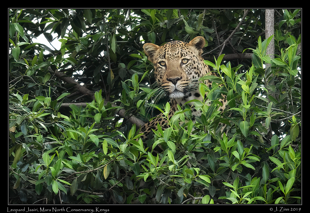 leopard_JZ8_2248cfx