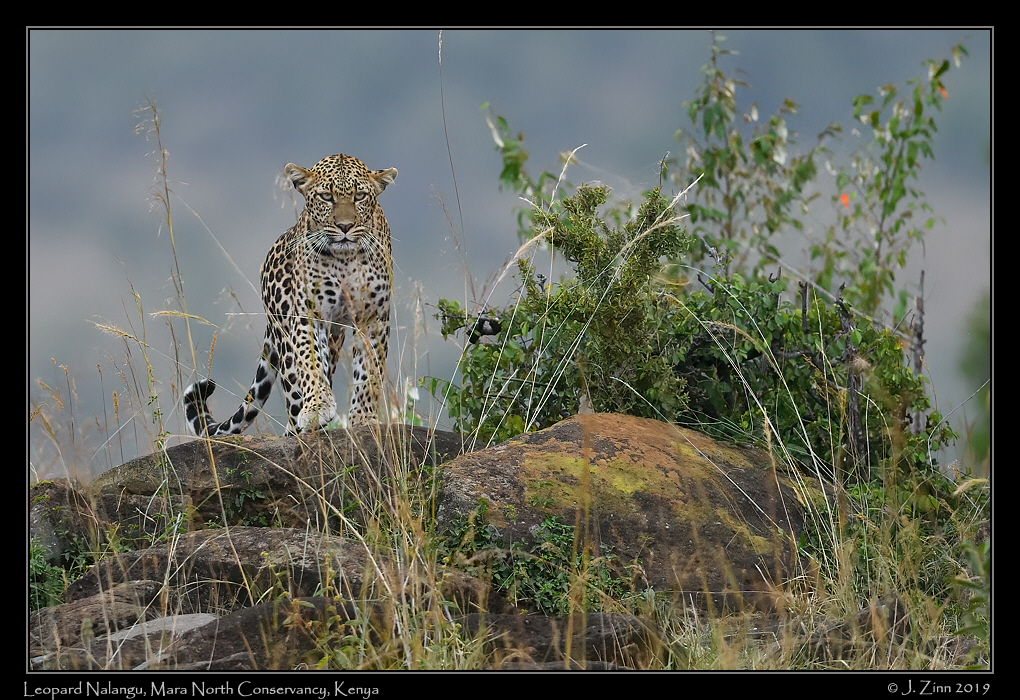 leopard_JZ8_2309a