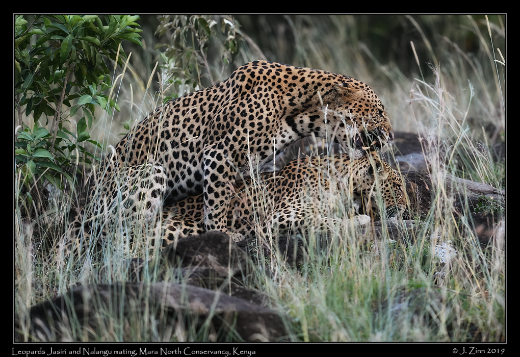 leopard_JZ8_2564cfx
