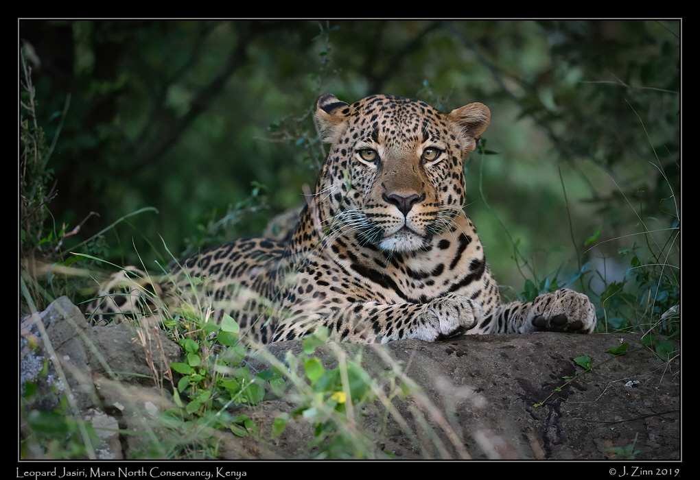 leopard_JZ8_2678av