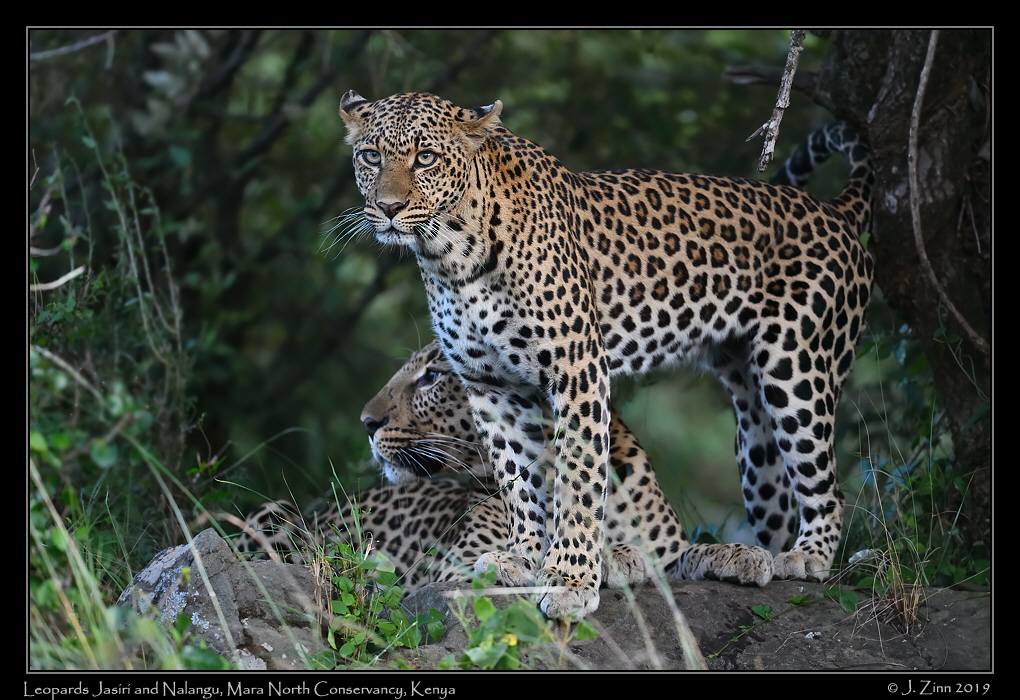 leopard_JZ8_2688a