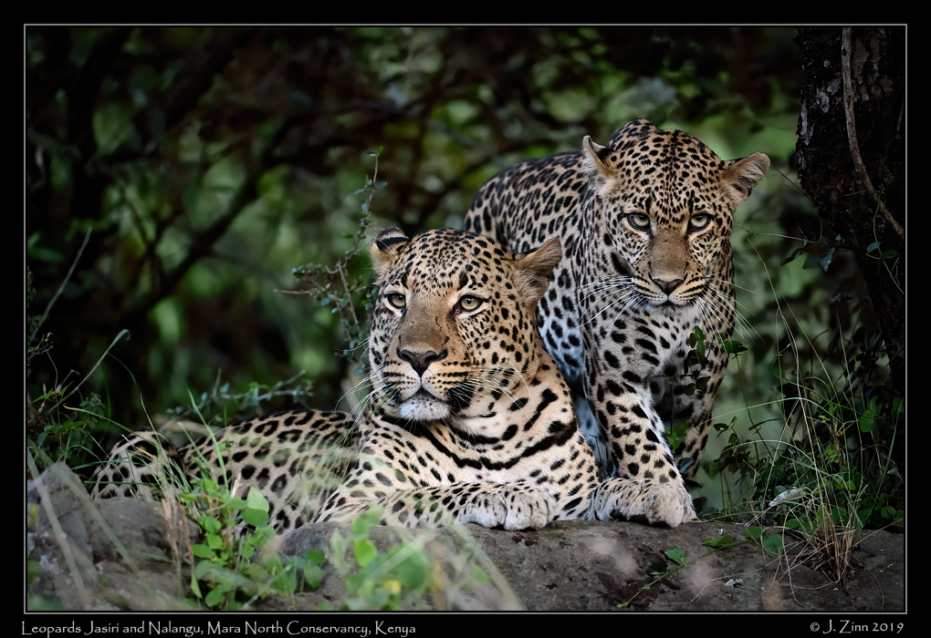 leopard_JZ8_2706av