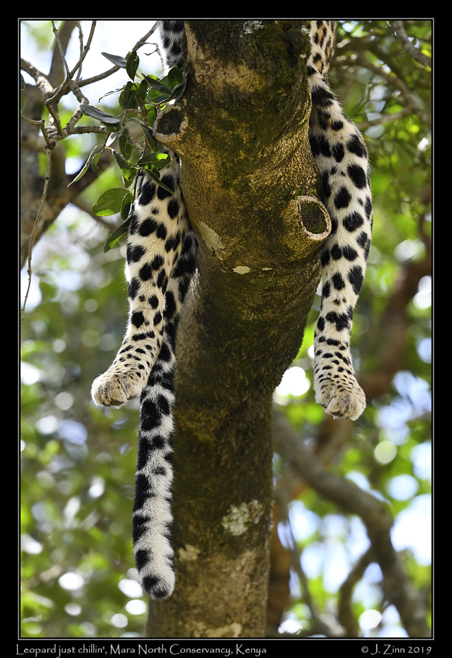 leopard_JZ8_4471a