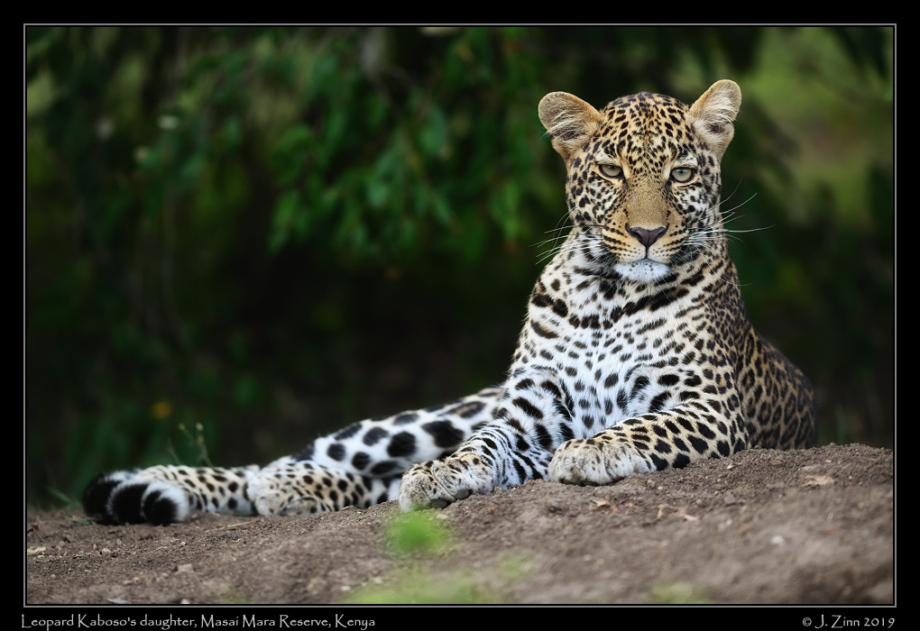leopard_JZ8_8091cfx