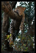  Leopard Kaboso's daughter, Masai Mara Reserve, Kenya � J. Zinn