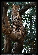  Leopard Kaboso's daughter, Masai Mara Reserve, Kenya � J. Zinn