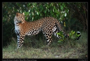  Leopard Kaboso's daughter, Masai Mara Reserve, Kenya � J. Zinn
