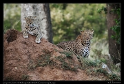  Leopards Jasiri and Nalangu, Mara North Conservancy, Kenya � J. Zinn
