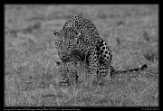  Leopards Jasiri and Nalangu mating, Mara North Conservancy, Kenya � J. Zinn