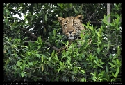  Leopard Jasiri, Mara North Conservancy, Kenya � J. Zinn