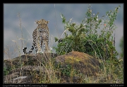  Leopard Nalangu, Mara North Conservancy, Kenya � J. Zinn