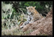  Leopard Nalangu, Mara North Conservancy, Kenya � J. Zinn