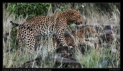  Leopards Jasiri and Nalangu, Mara North Conservancy, Kenya � J. Zinn