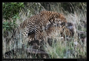  Leopards Jasiri and Nalangu, Mara North Conservancy, Kenya � J. Zinn