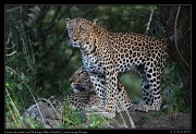  Leopards Jasiri and Nalangu, Mara North Conservancy, Kenya � J. Zinn