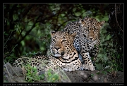  Leopards Jasiri and Nalangu, Mara North Conservancy, Kenya � J. Zinn
