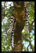  Leopard just chillin', Mara North Conservancy, Kenya � J. Zinn