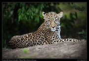  Leopard Kaboso's daughter, Masai Mara Reserve, Kenya, � J. Zinn