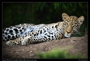  Leopard Kaboso's daughter, Masai Mara Reserve, Kenya, � J. Zinn