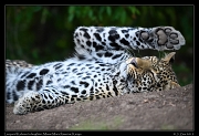 Leopard Kaboso's daughter, Masai Mara Reserve, Kenya, � J. Zinn