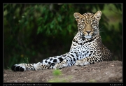  Leopard Kaboso's daughter, Masai Mara Reserve, Kenya, � J. Zinn