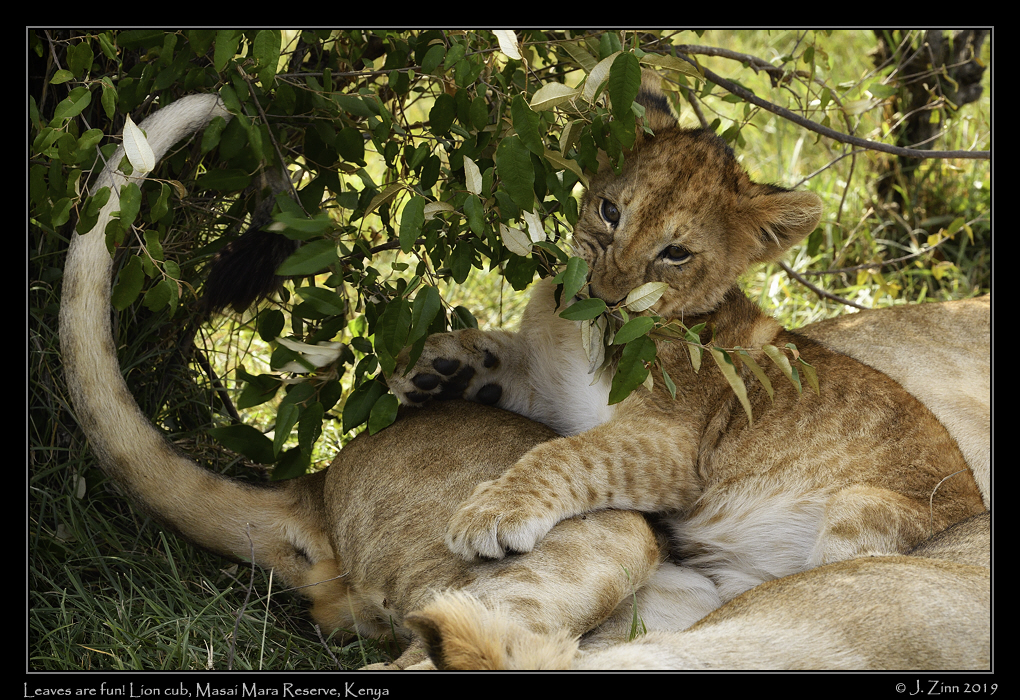 lion_JZ5_1178cfxa