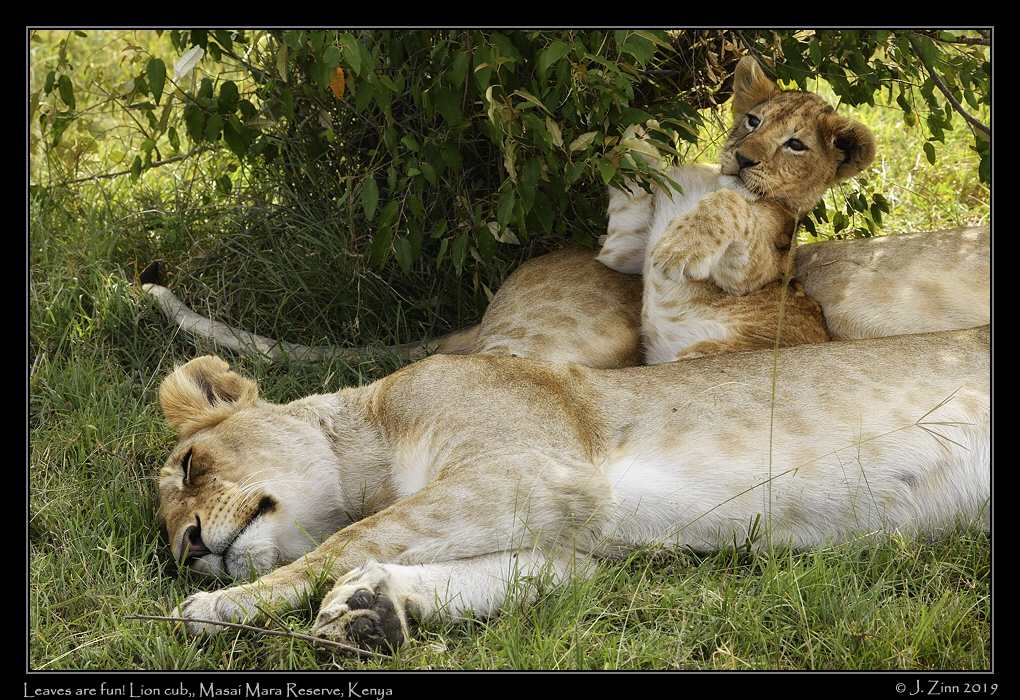 lion_JZ5_1214cfx