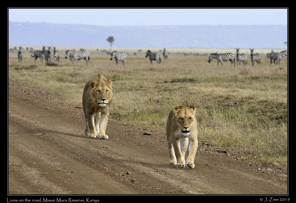 lion_JZ5_2681a