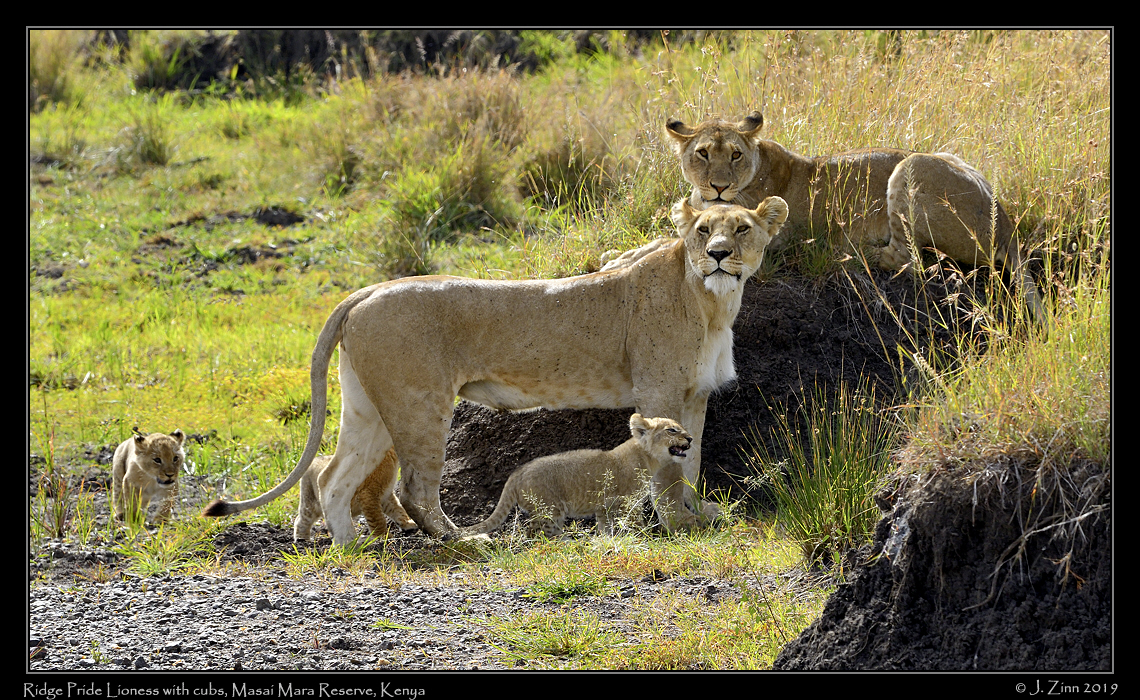lion_JZ5_2774a