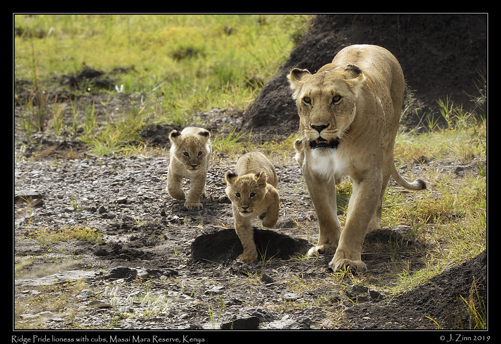 lion_JZ5_2781acfx