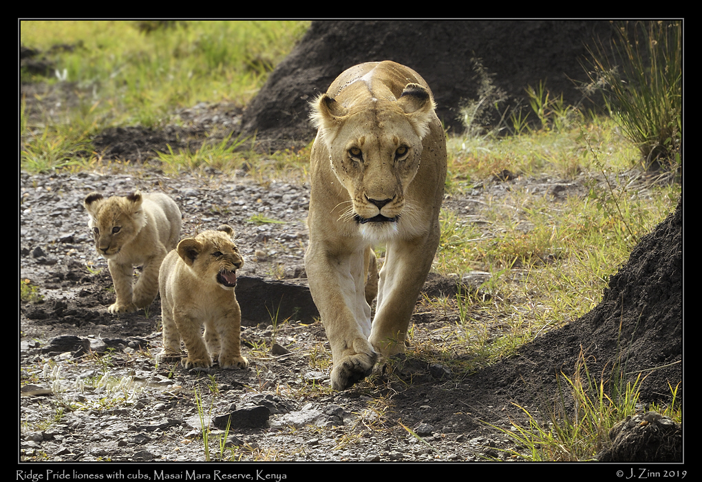 lion_JZ5_2792acfx