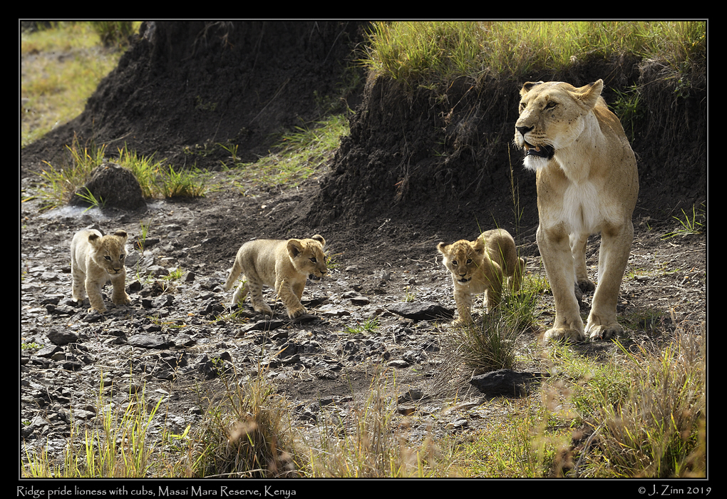 lion_JZ5_2812acfx
