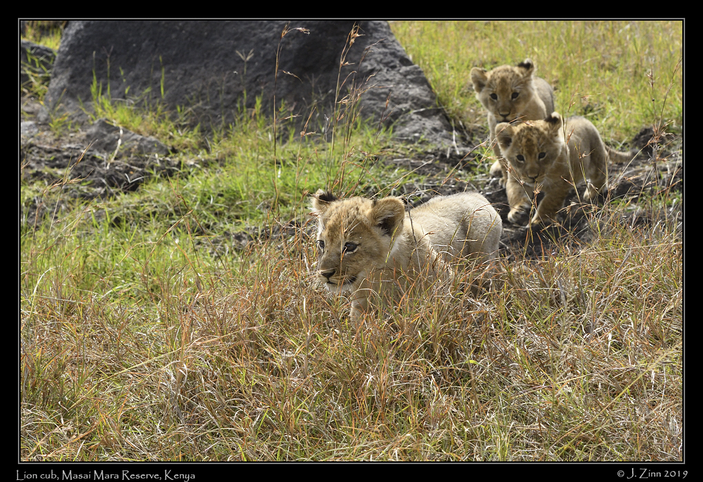 lion_JZ5_2848a