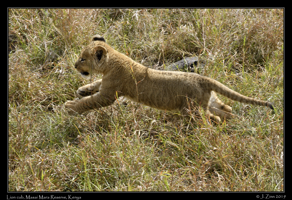 lion_JZ5_2861a