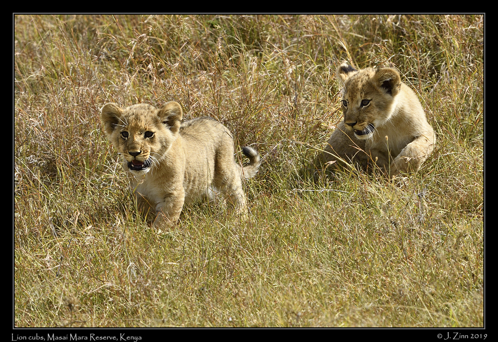 lion_JZ5_2896a