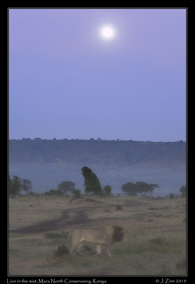 lion_JZ5_4713cfxfog2