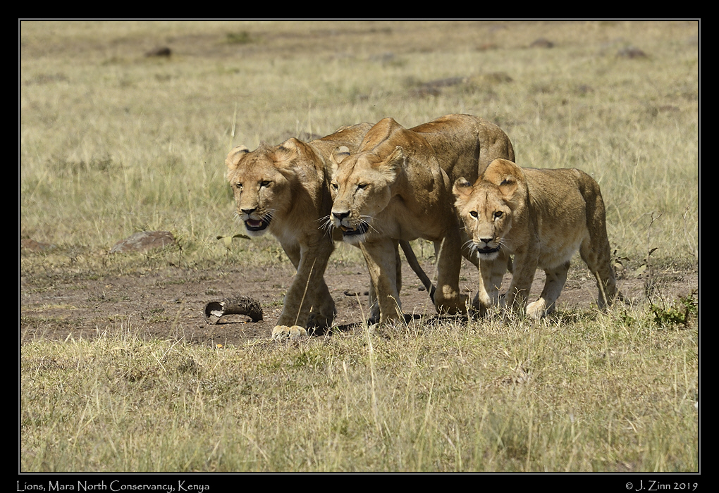 lion_JZ5_5360a