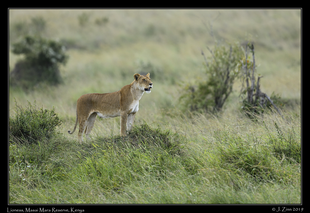 lion_JZ8_0719a