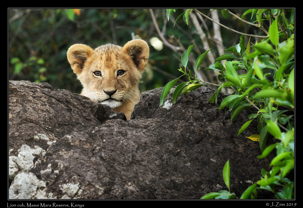 lion_JZ8_0881acfx
