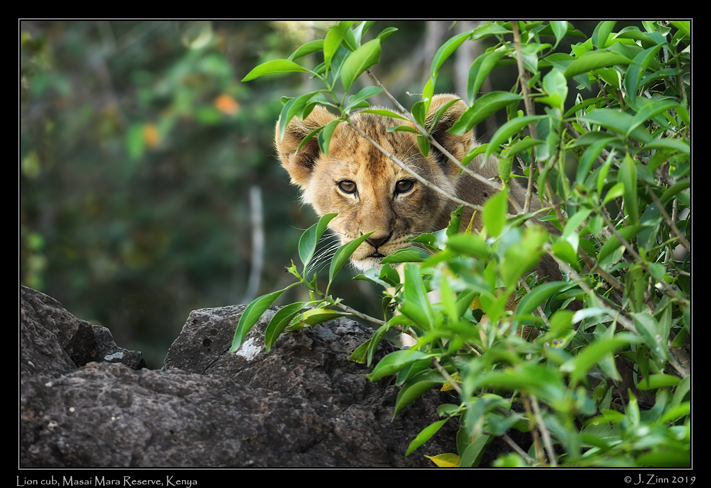 lion_JZ8_0894acfx